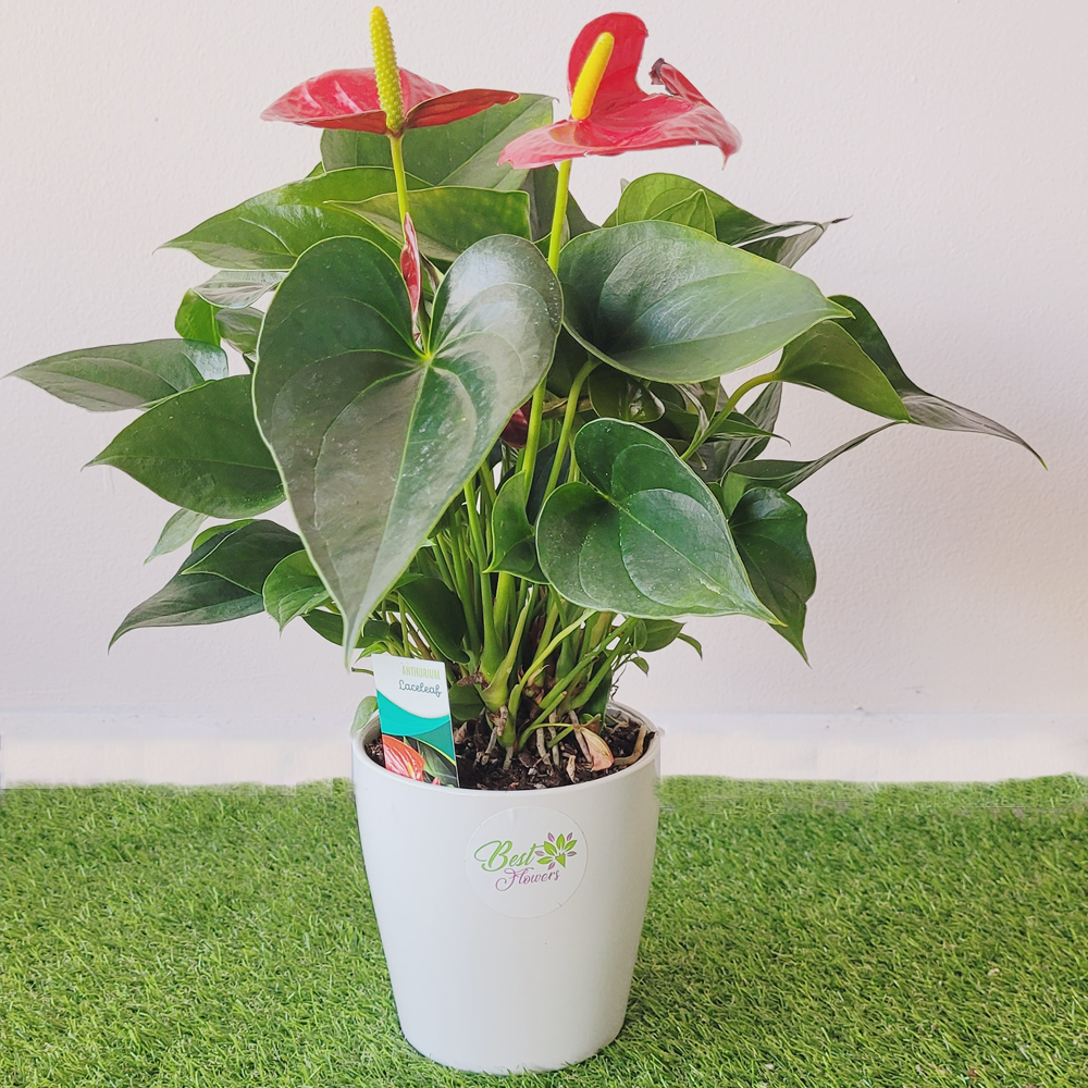 anthurium andraeanum size Anthurium Andraeanum | Same Day Delivery