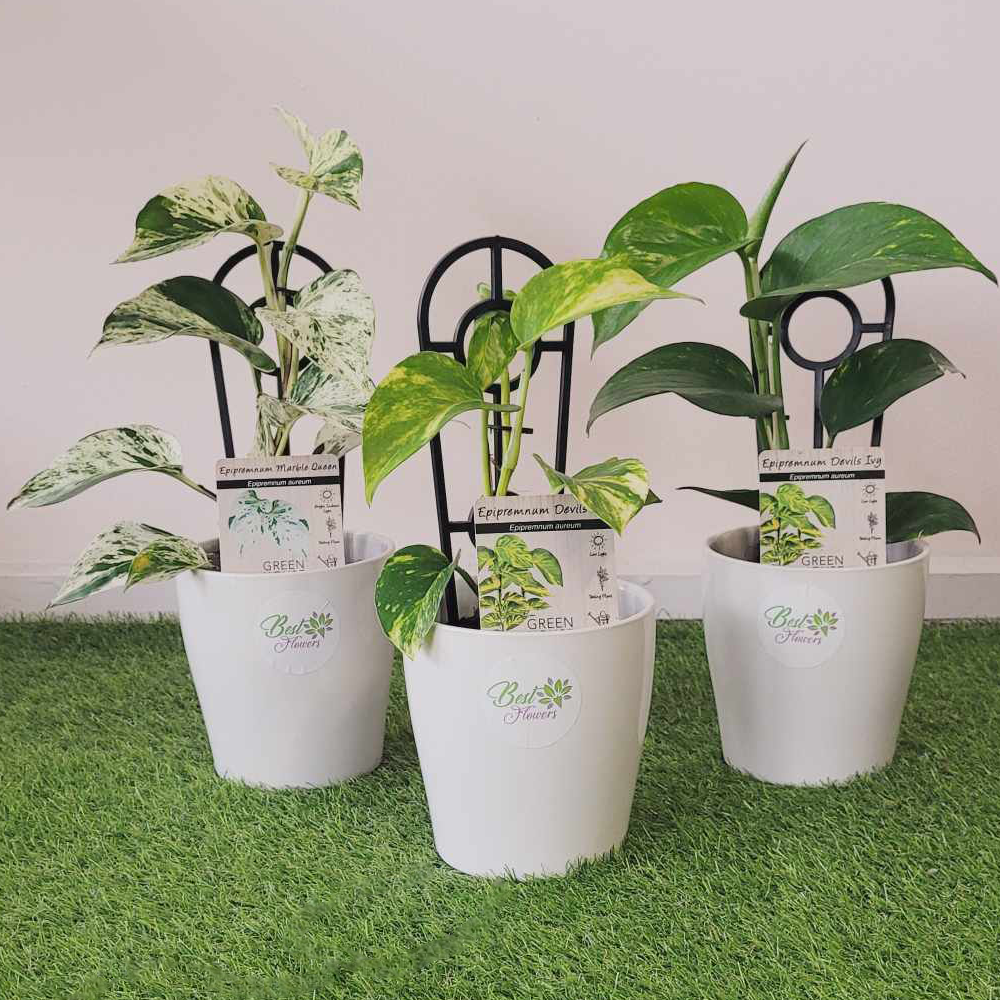 buy monstera deliciosa melbourne Monstera Deliciosa | Same Day Delivery