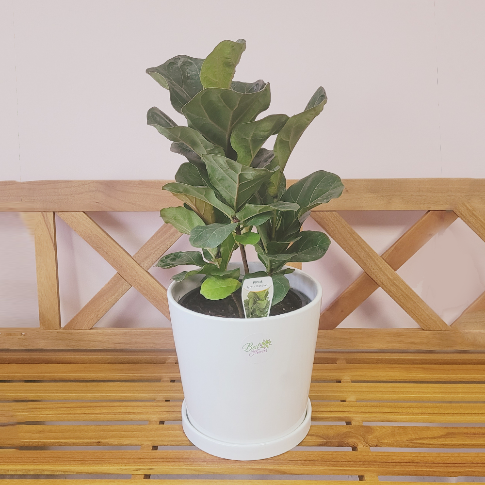 fiddle leaf fig melbourne Fiddle Leaf Plant | Same Day Delivery