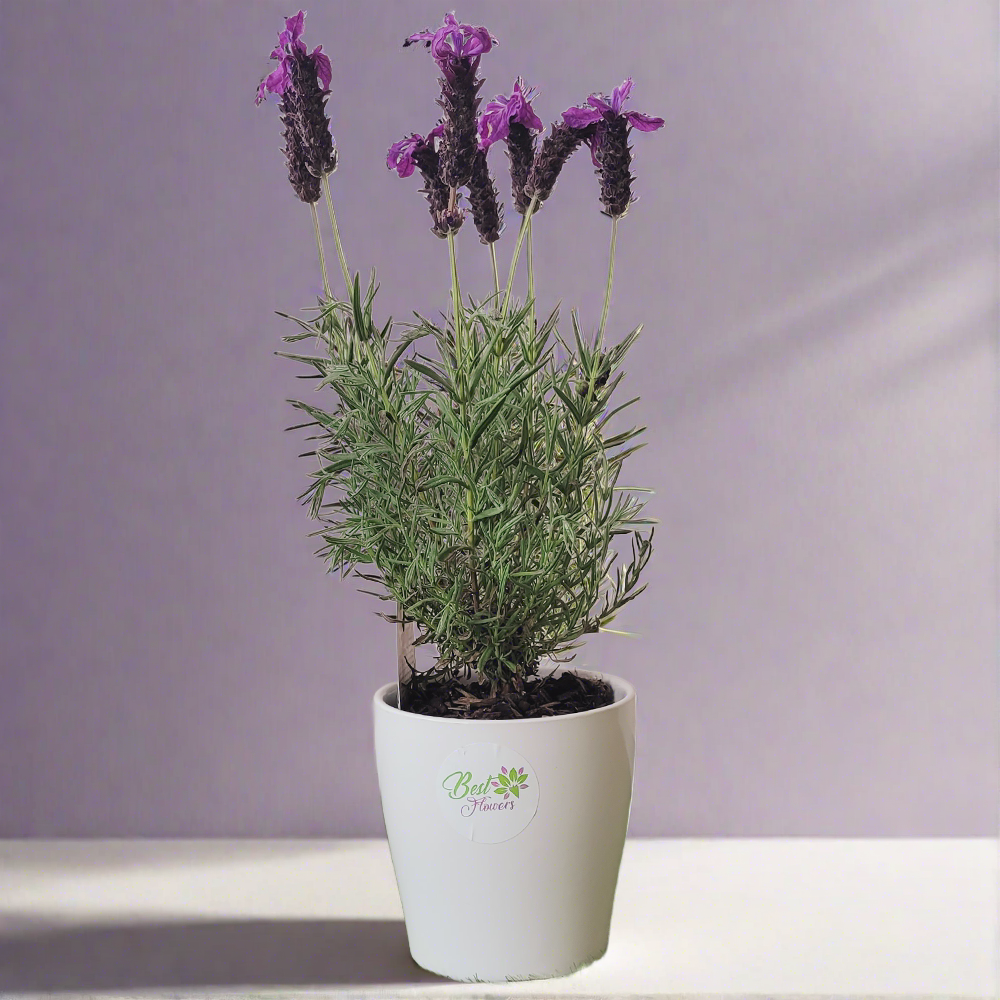 lavender plant delivery Lavender Plant | Same Day Delivery