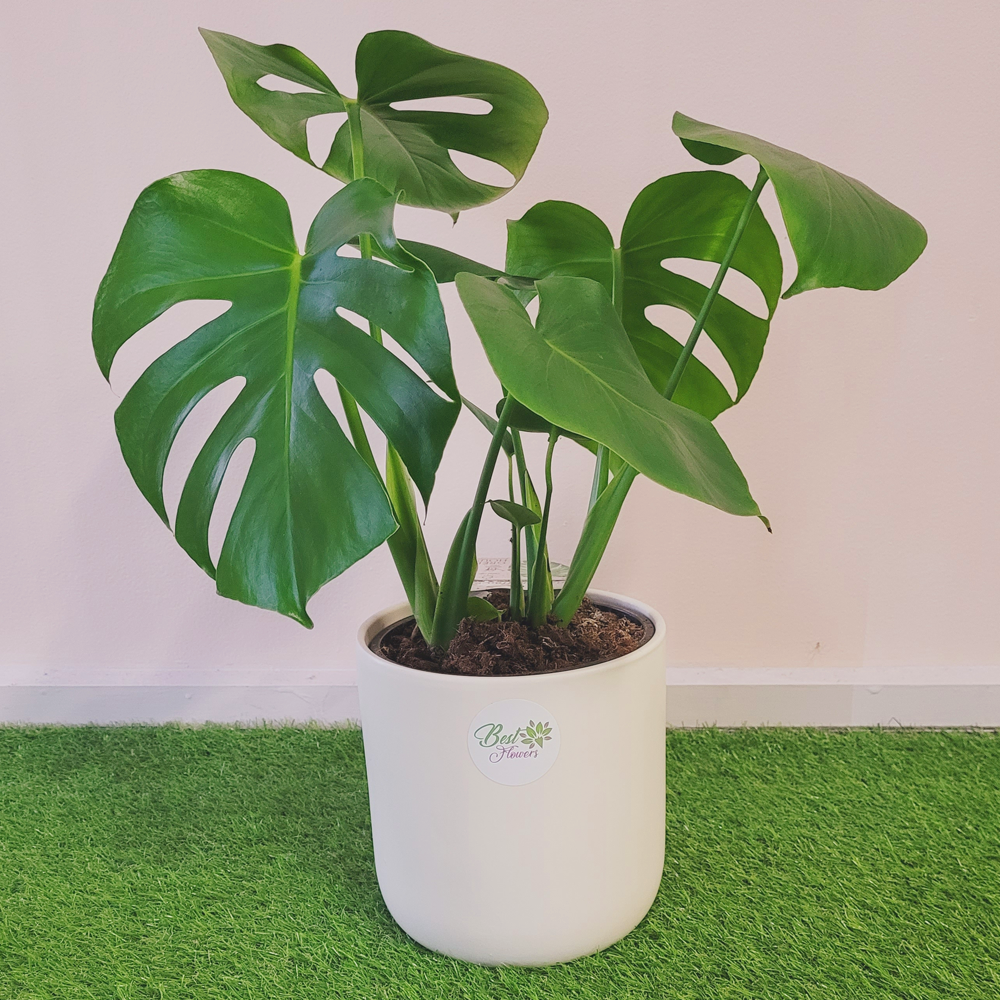 monstera deliciosa buy melbourne Monstera Deliciosa | Same Day Delivery