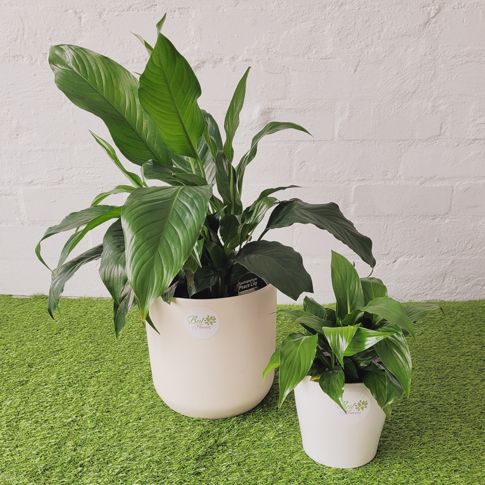 peace lily varieties australia Peace Lily | Same Day Delivery