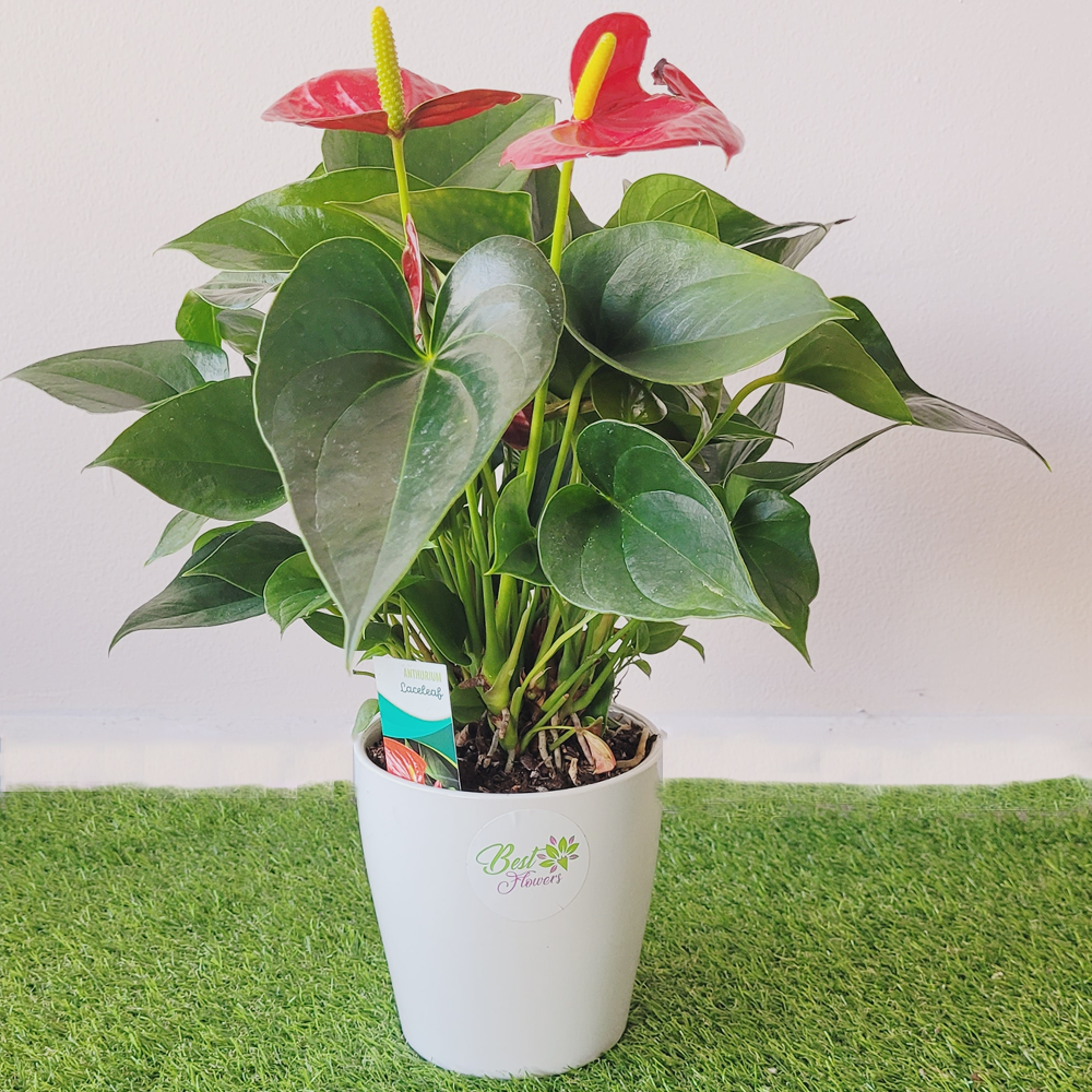 Anthurium_Best_Flowers_IIWII_1