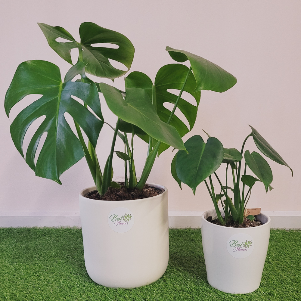 Monstera_Deliciousa_Multiple_BestFlowers_IIWII_2