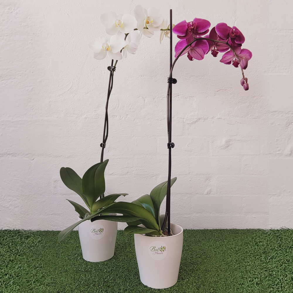 Phal_Orchid_Multiple_BestFlowers_IIWII_1