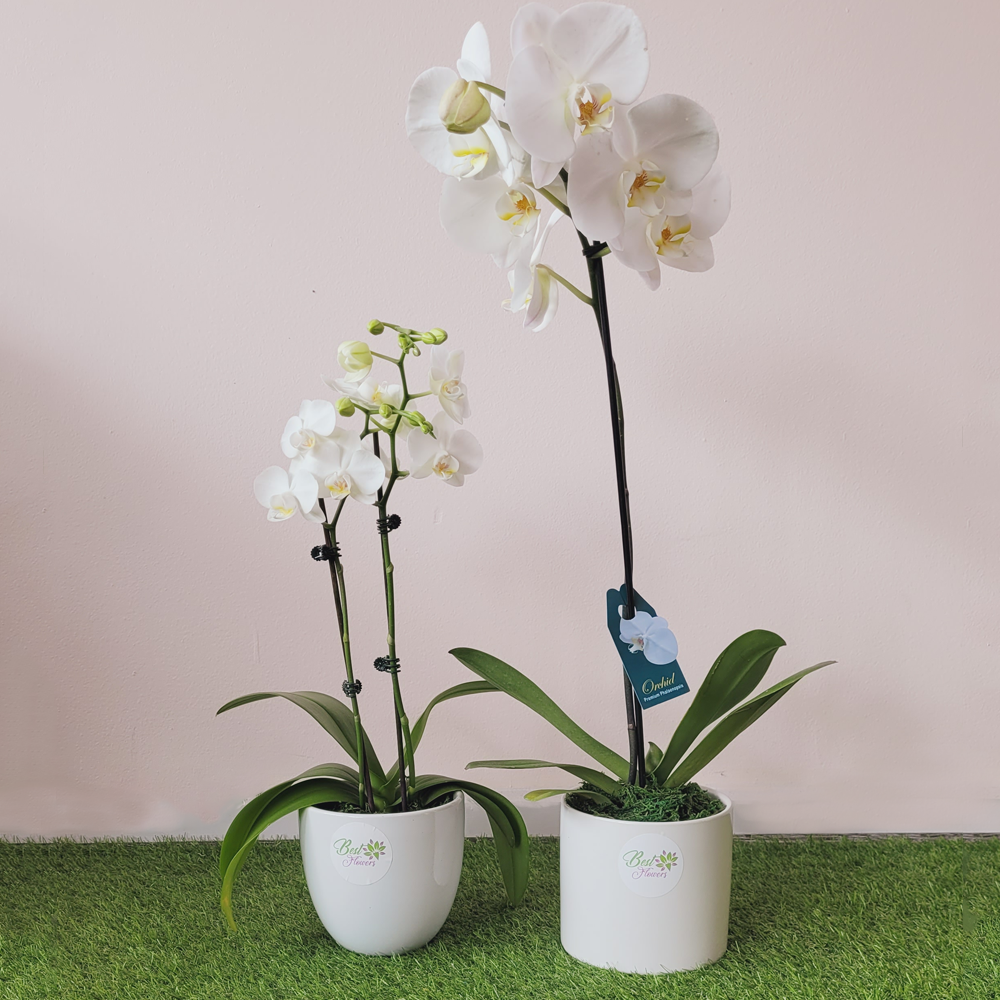 Phal_Orchid_Multiple_BestFlowers_IIWII_2