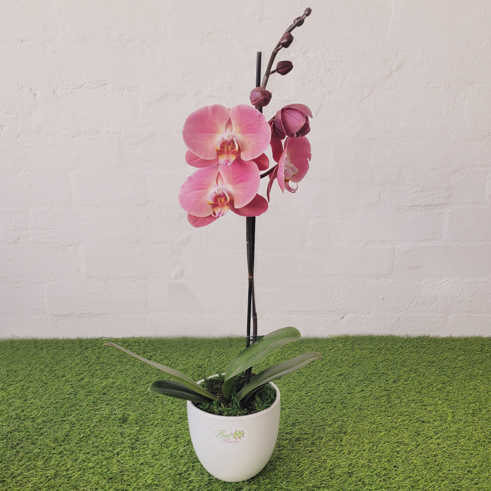 Phal_Orchid_Pink_BestFlowers_IIWII_1