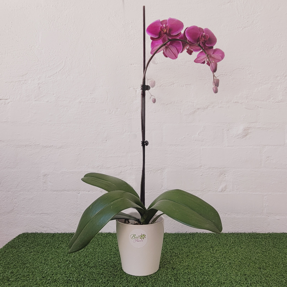 Phal_Orchid_Purple_BestFlowers_IIWII_1