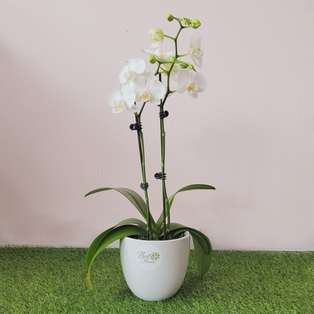 Phal_Orchid_Small_BestFlowers_IIWII_1