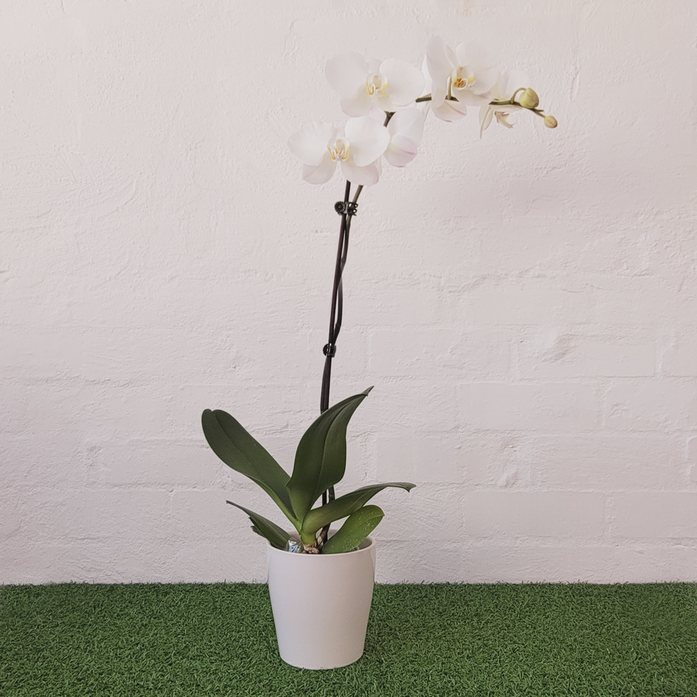 Phal_Orchid_White_BestFlowers_IIWII_1