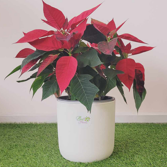 Poinsettia_Best_Flowers_IIWII_1