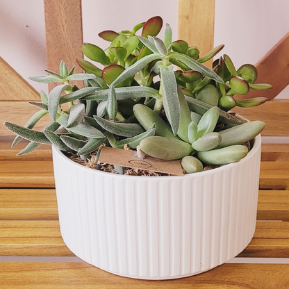 succulent plants for sale melbourne Succulent Garden Bowl | Same Day Delivery